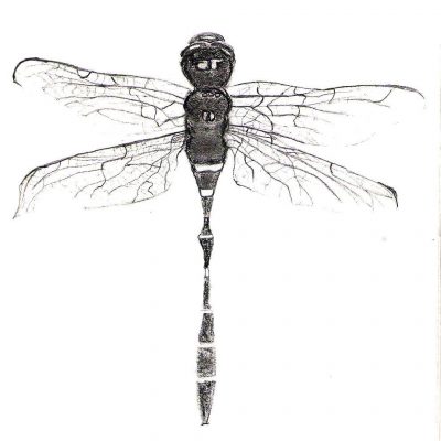 Libelula - Dragonfly - 2011